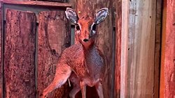 Minik Antilop Twiglet Üreme Programı İçin Hayvanat Bahçesine Getirildi!