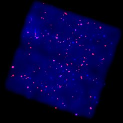 X-Rays from the Galactic Plane