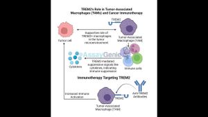 Researchers Identify FCER1G Gene As Key Tumor Suppressor In Liver Cancer