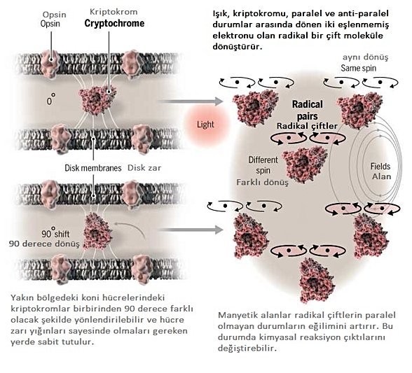 Detaylı Kriptokrom Modeli