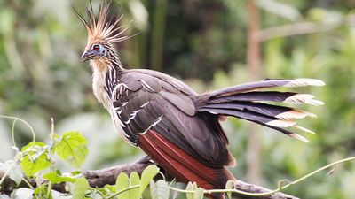 Hoatzin (Ophisthocomus hoazin)