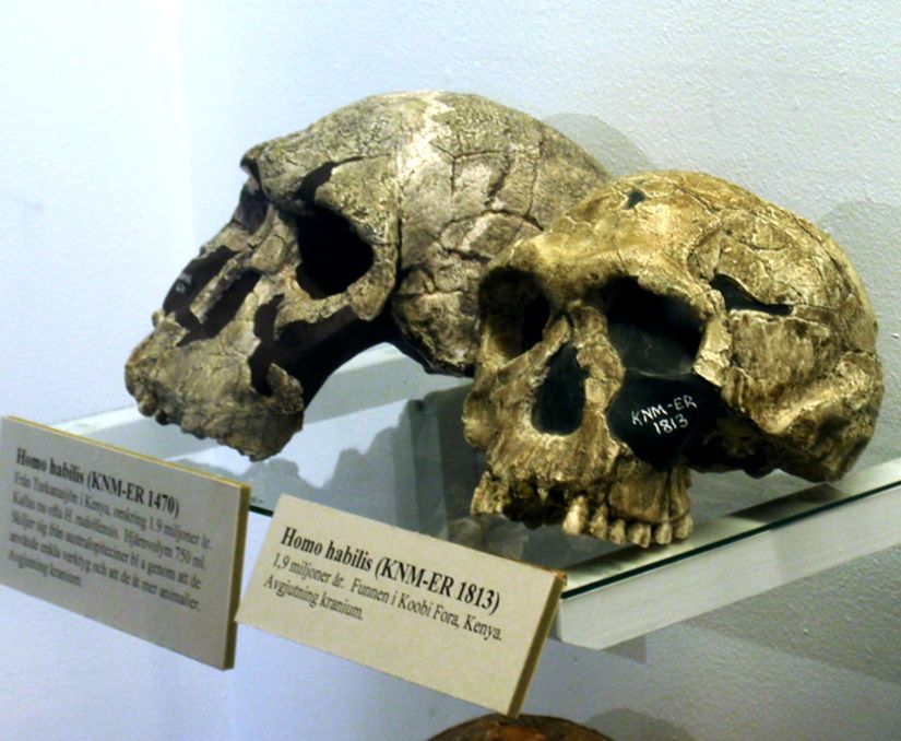 Homo habilis