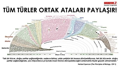 Dev Boyda Türkçe Evrim Ağacı!