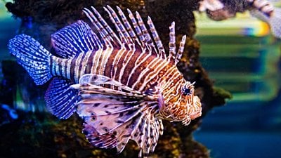 Denizlerimizde Hızla Yayılan Aslan Balığı, Zehriyle İnsanları Öldürebilir mi?