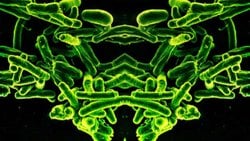 Ayna Yaşam Formları Kulağa Bilimkurgu Gibi Gelebilir, Ancak Bilim İnsanları Bu Formların İnsanlar İçin Ölümcül Olabileceği ve Çevreyi Yok Edebileceği Konusunda Uyarıyor!