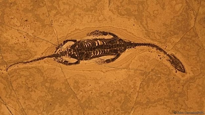 Bir deniz sürüngeni fosili