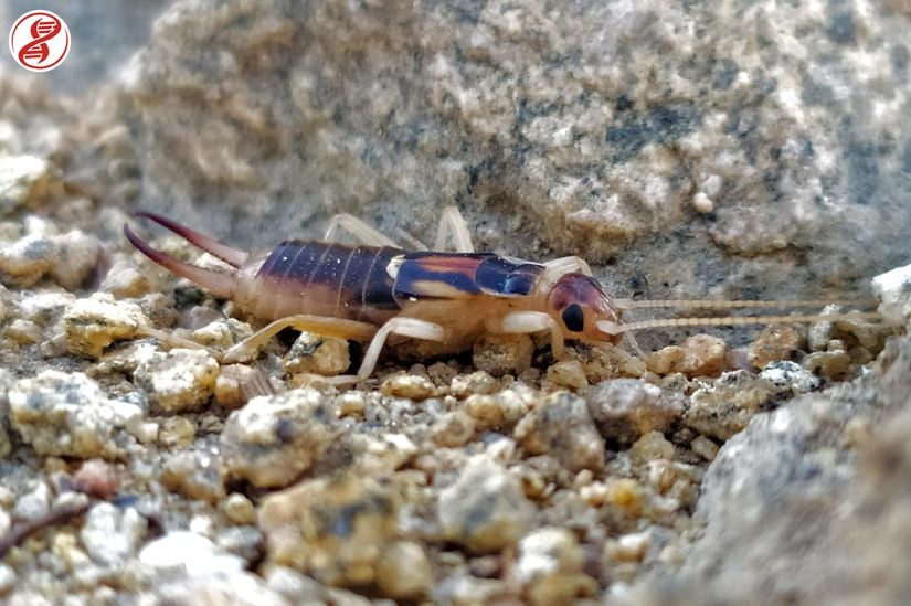 Erkeklere nazaran daha küçük ve düz olan cerci organları ile dişi birey, Kırkareli.