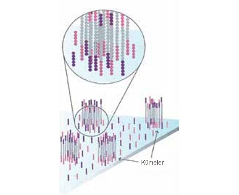 Fragment kümelerinin çoğaltılması, birçok okuma çerçevesi elde edilmesini sağlar ki bu da sekanslama sonrasında okuma yapıldığında, karşılaştırma yapılarak yapılan hata sayısının minimuma inmesini sağlar.