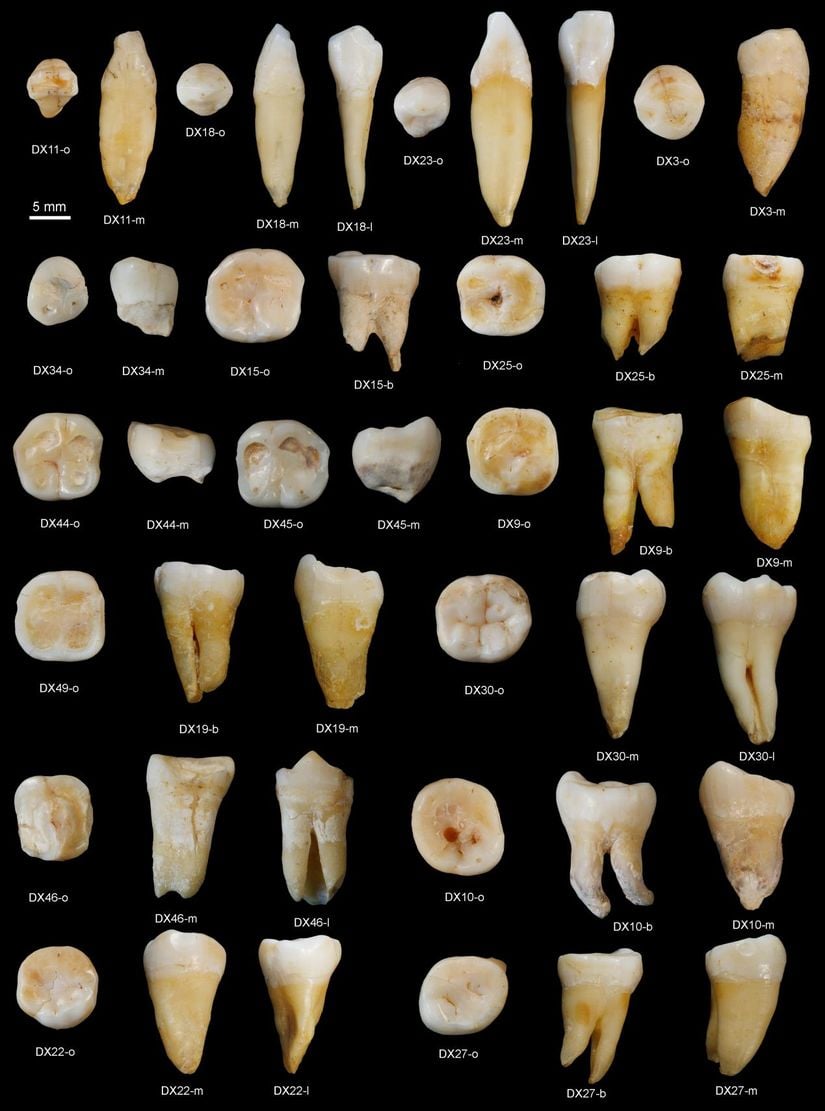 Çin'de Bulunan İnsan Dişi Fosilleri