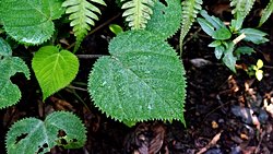 Gympie Gympie: The Plant with the Most Excruciating Stinger!