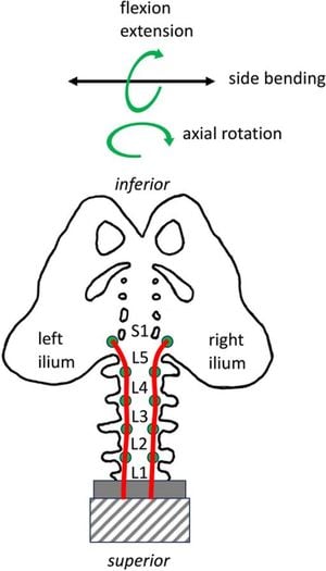 A New Rig Simulates Muscle Function In Lumbar Spine Tests