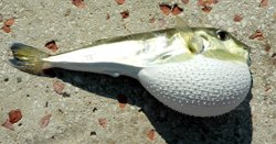 bir hayvanın mesela balığın zehri nasıl çıkartılır elde edilir?