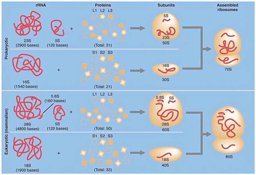 Ribozom alt birimleri, bir veya iki rRNA molekülü artı değişken sayıda proteini bünyesinde barındırır.