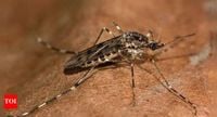 Mosquitos found in Iceland for the first time ever and why it is a thing to worry about - The Times of India