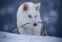 Wilki wracają z zaświatów. Colossal dokonuje pierwszej na świecie reinkarnacji biologicznej