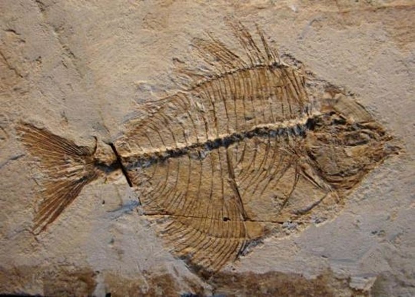 Pasaichthys