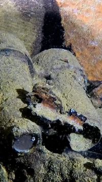 Lost Artifacts From Titanic’s Sister Ship Recovered