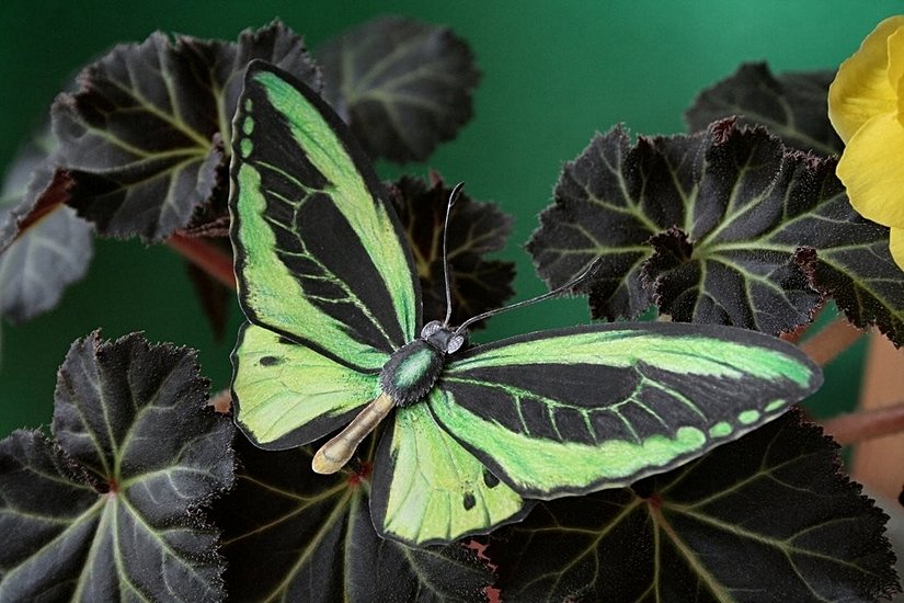 Ornithoptera poseidon