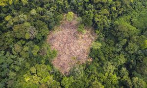 Tree Canopy Covers Influence Urban Soil Stability Dynamics