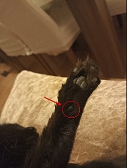 Kedilerin patilerinin biraz daha yukarısında bulunan yumuşak doku nedir, ne işe yarar?