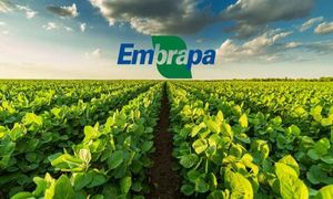 Embrapa Contest Set To Challenge Thousands Of Candidates