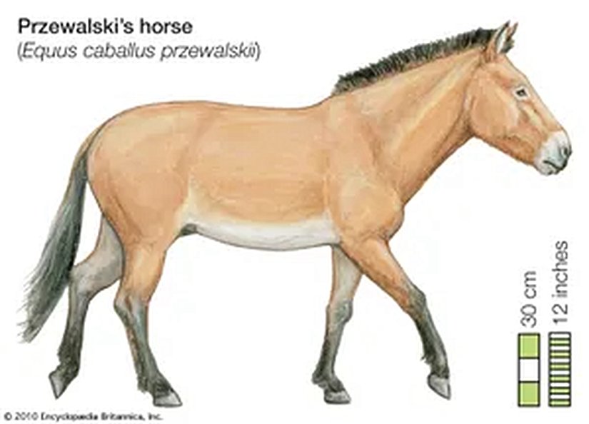 Przewalski'nin Atları