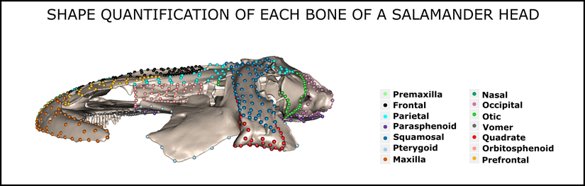 Semenderlerdeki kafatası sisteminin şekline dair niceliksel veri illüstrasyonu. İşaretçiler, semenderlerdeki kafatası şekli varyasyonlarının miktarını belirlemek için kullanıldı.