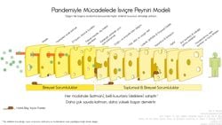 İsviçre Peynir Modeli Nedir? COVID-19 Pandemisi Hakkında Bize Neler Öğretebilir?