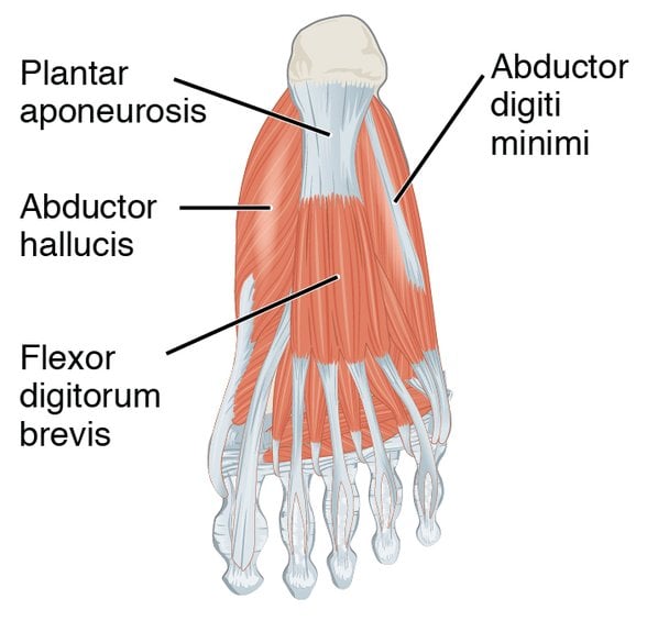 Plantar Aponevroz