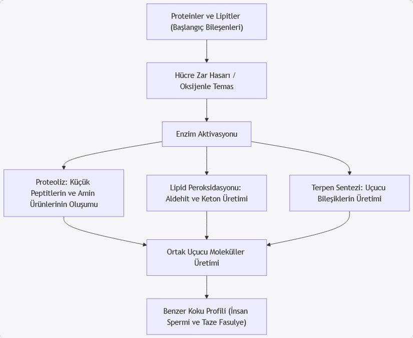 Bu diyagram, her iki biyolojik sistemde de benzer moleküler süreçlerin, uçucu bileşiklerin üretimine nasıl katkıda bulunduğunu açıkça ortaya koymaktadır.