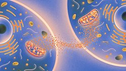 Vücuttaki Hücreler Yaşlanma Hakkında Birbirleriyle Konuşuyor.