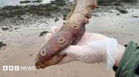 Mystery as remains of seven-arm deep-sea octopus wash up on beach