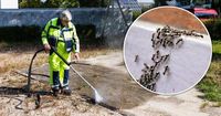 Inwazja mrówek Tapinoa magnum. Sieją ogromne spustoszenie. Zagrożone sieci energetyczne