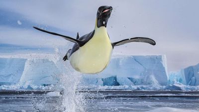 Penguenler Neden Uçamıyor? Uçma Yeteneklerini Neden Yitirdiler?