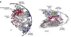 Bilim İnsanları İnsan Kromozomlarını 3 Boyutlu Haritaladı: Çekirdekte 140 Binden Fazla DNA Döngüsü Keşfedildi.