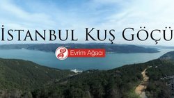 İstanbul Kuş Göçü Gözlemi