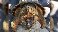 Ungewöhnlicher Zufallsfund bei Kanalarbeiten in Kellinghusen: Gefährliche Geierschildkröte