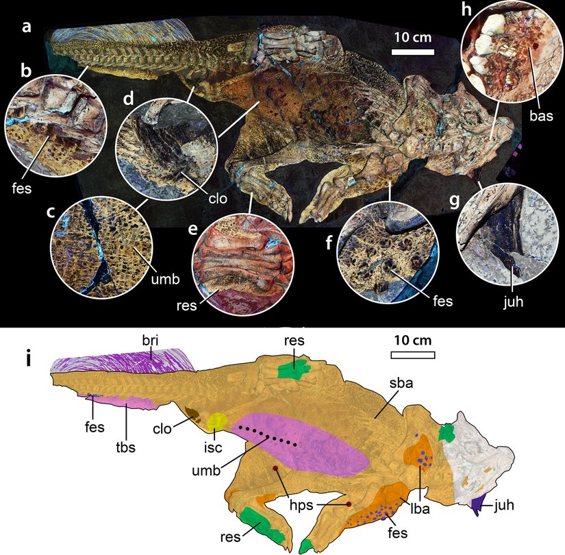 Psittacosaurus’un LSF tekniğiyle analiz edilmiş dış iskeleti.