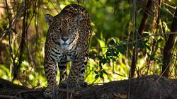 Jaguar (Panthera onca)