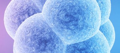 Embriyonik Gelişim Nasıl Başlıyor? Gelişimi Tetikleyen Genler Hangileri?