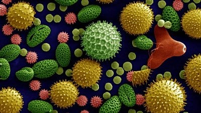 Palinoloji Nedir? Polenlerden Kriminolojiye Uzanan Bir Bilim Dalı...