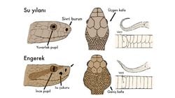 Zehirli ve Zehirsiz Yılanlar Dış Görünüşten Ayırt Edilebilir mi?