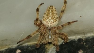 Haçlı bahçe örümceği  (Araneus diadematus)