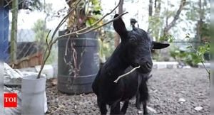 Karumbi The Tiny Goat From Kerala Sets World Record