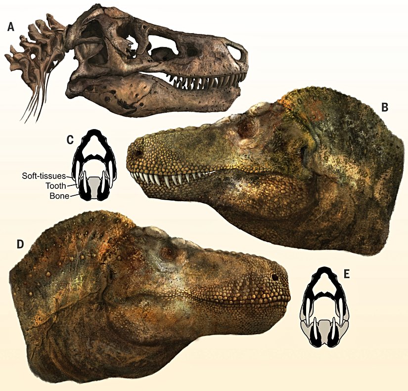 Tyrannosaurus kafatası (en üst), dudaksız bir Tyrannosaurus çizimi (orta) ve dudaklı bir Tyrannosaurus çizimi (en alt).