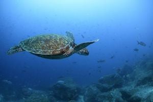 United Nations High Seas Treaty Set To Transform Ocean Protection