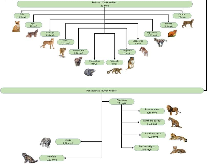 Felidae (Kedigiller) familyasının taksonomik sınıflaması.