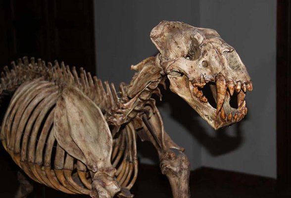 Smilodon (Kılıç Dişli Kaplan olarak biliniyor ve sadece Amerika'da yaşamış)