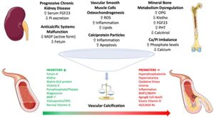 Elevated Carboxypeptidase B1 Levels Found In Dialyzed CKD Patients