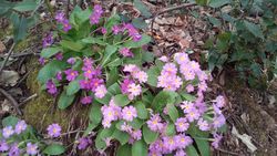 Mine çiçeğigiller (Verbenaceae)